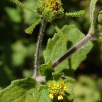 Sigesbeckia orientalis L.